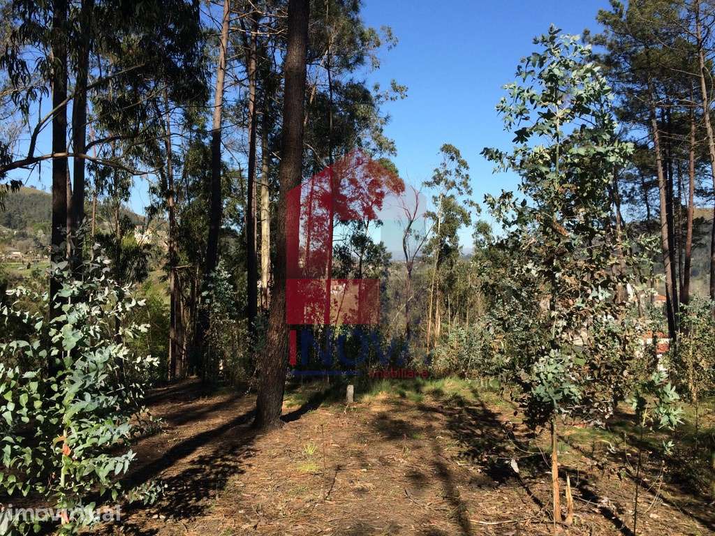 Terreno para plantação, Carreiras São Miguel - Grande imagem: 3/13
