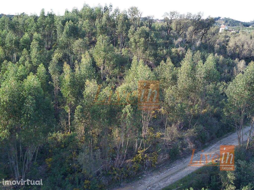Terreno Rústico com 11400m² em Tomar - Grande imagem: 5/7