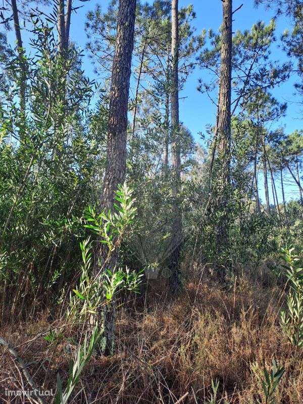 Terreno  para venda - Grande imagem: 3/5