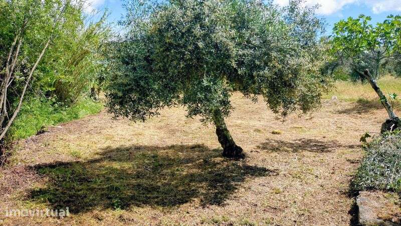 Terreno rustico 500m2 em Touloes Idanha-a-Nova - Grande imagem: 2/6