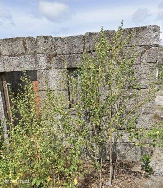 Terreno com ruína em pedra para reconstrucao - Grande imagem: 3/6