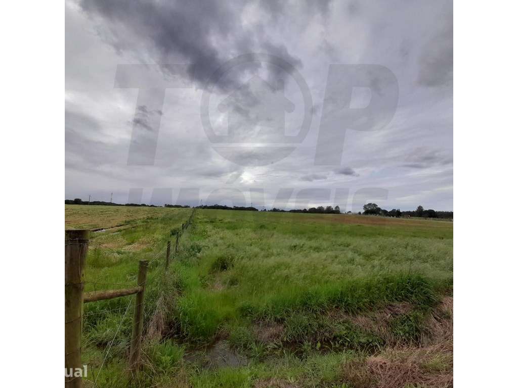 Terreno Agrícola - Foros da Charneca - 50.000€ - Grande imagem: 4/16