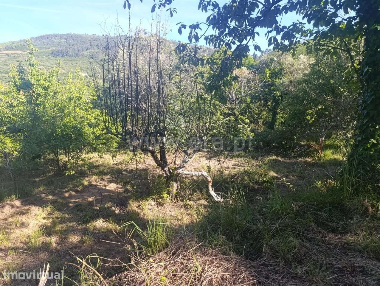 Terreno / Fundão, Alcongosta - Grande imagem: 4/16