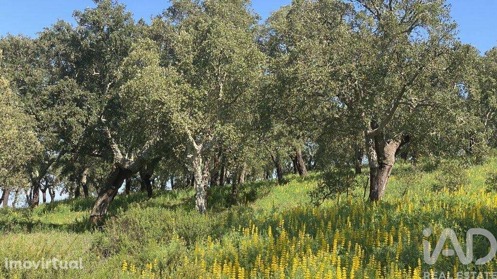 Terreno Agrícola em Ponte de Sor, Tramaga e Vale de Açor - Grande imagem: 2/10