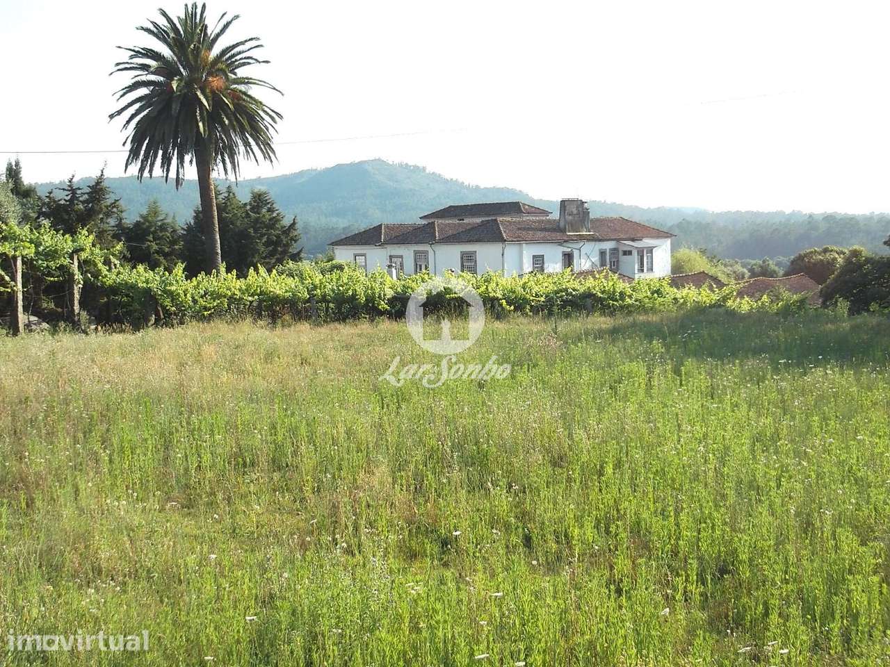 Quinta século XIX com vinhas e bosque em Castelo de Neiva, Viana do... - Grande imagem: 2/28