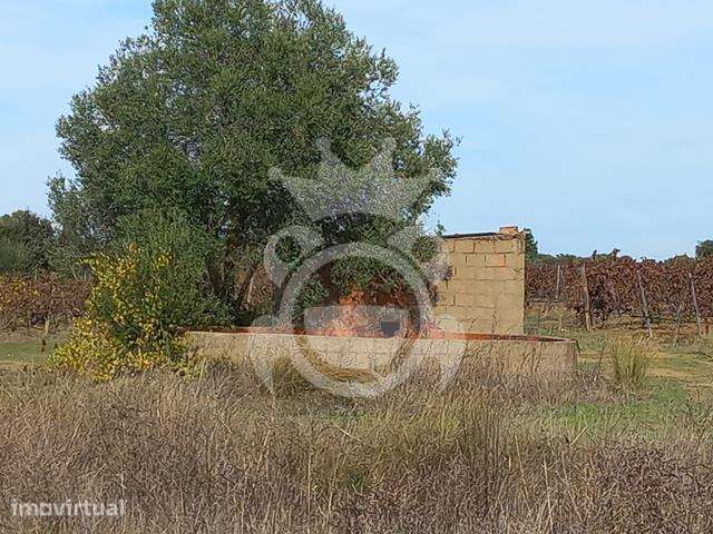 Vinha Premium com 11,75 ha em Reguengos de Monsaraz - Grande imagem: 5/8