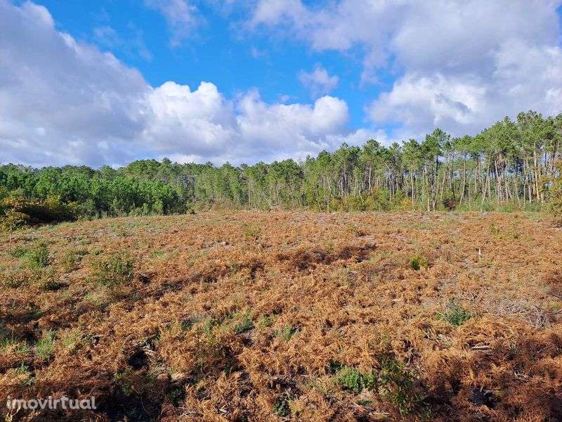 Vendo terreno de pinhal em Decermilo, Sátão, Viseu - Grande imagem: 3/4