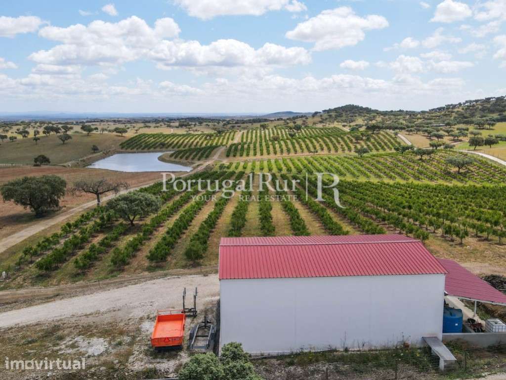 Terreno de 14 ha com plantação de Romaneiras - Grande imagem: 2/60