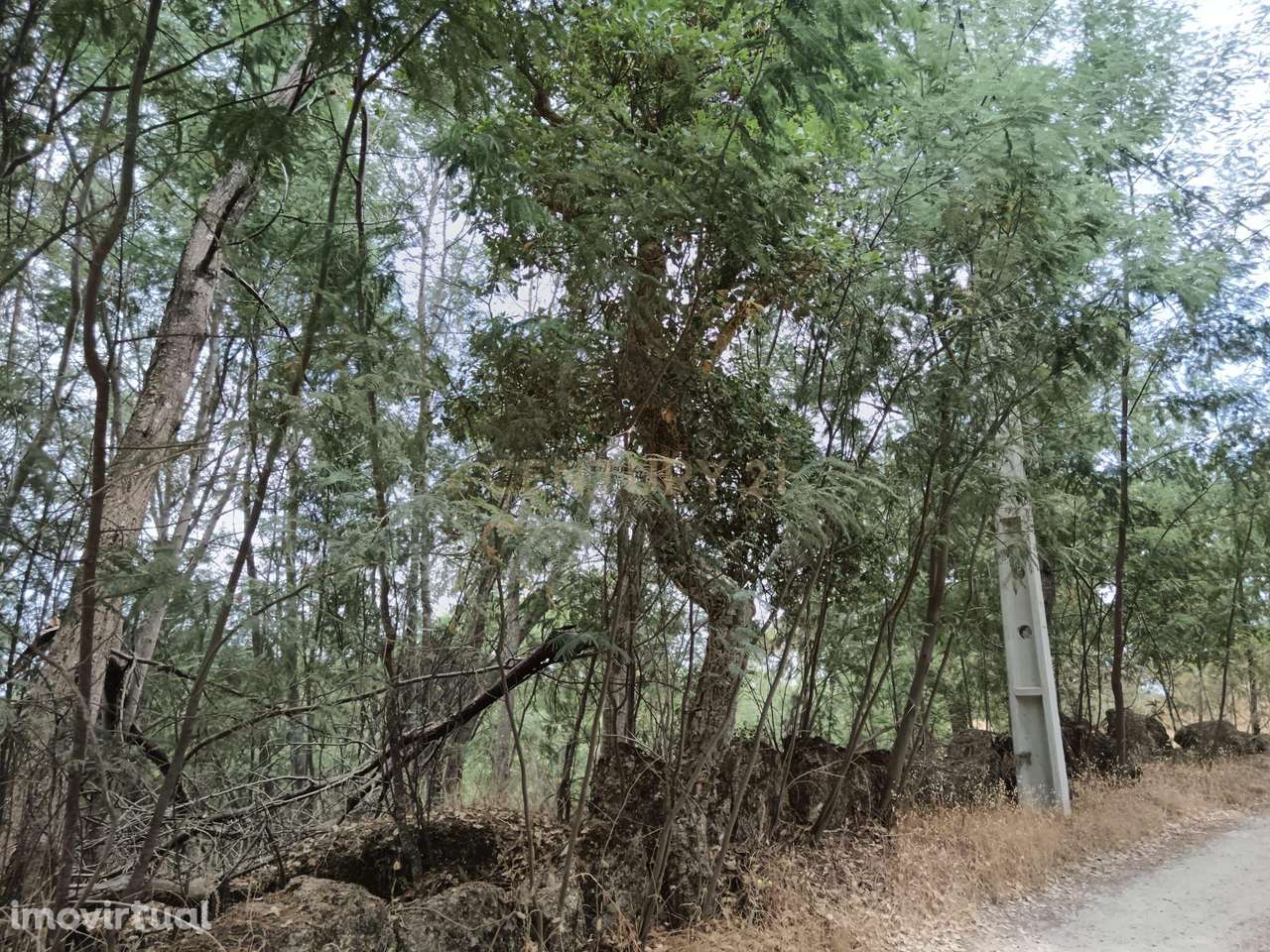 Terreno rústico, Palvarinho, Castelo Branco - Grande imagem: 2/11