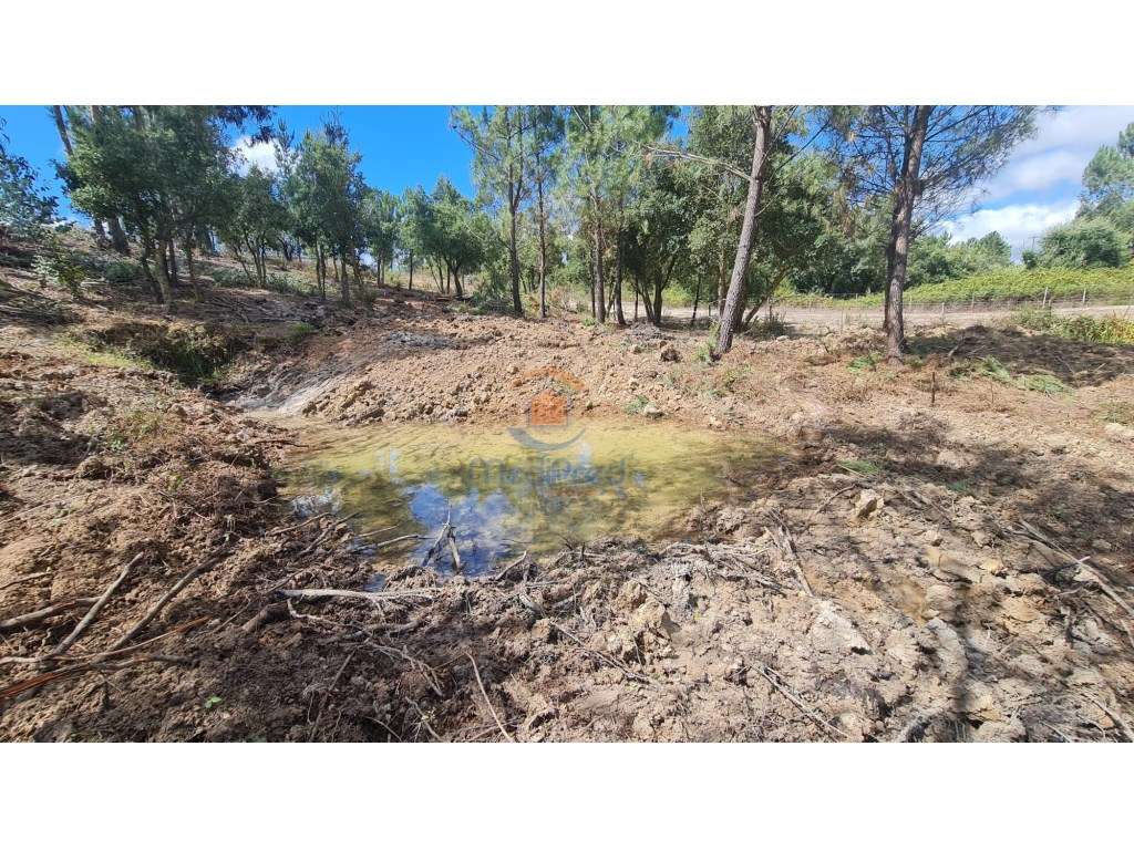 Terreno 12.000 m2 com parte urbana | Lapa, Cartaxo - Grande imagem: 4/6