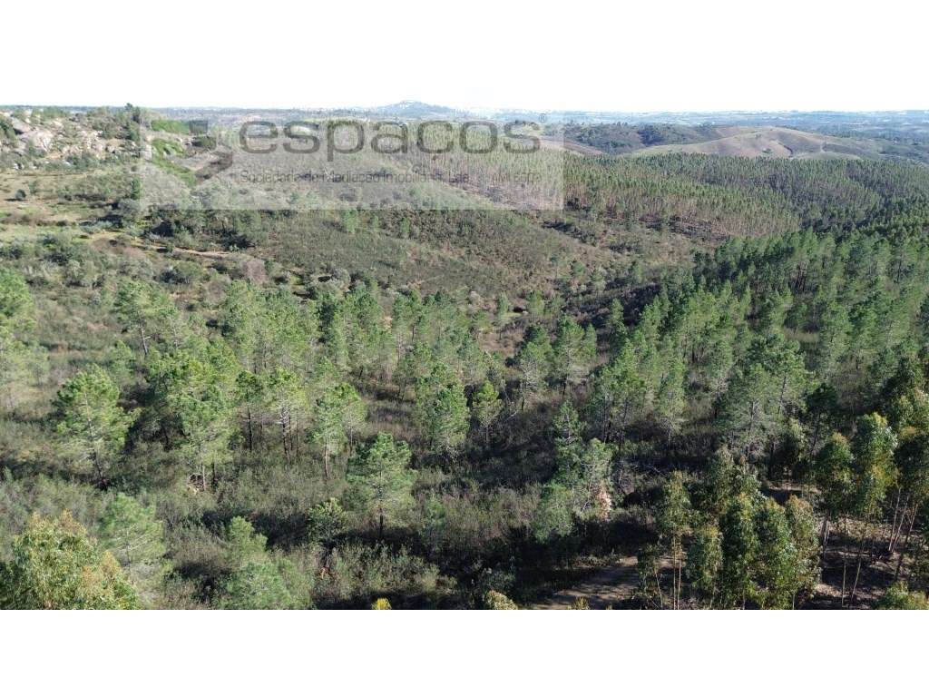 Terreno com 4,5 ha - Palvarinho - Grande imagem: 3/13