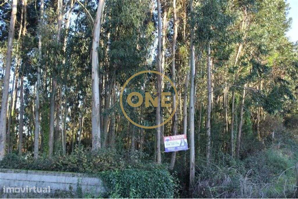 Terreno Pinhal - Grande imagem: 2/5