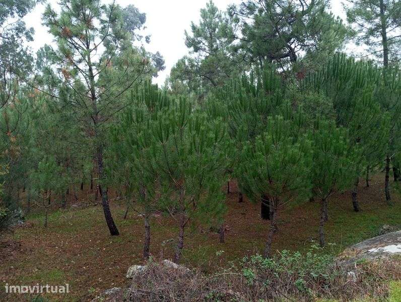 Terreno com pinhal para construção - Grande imagem: 4/4