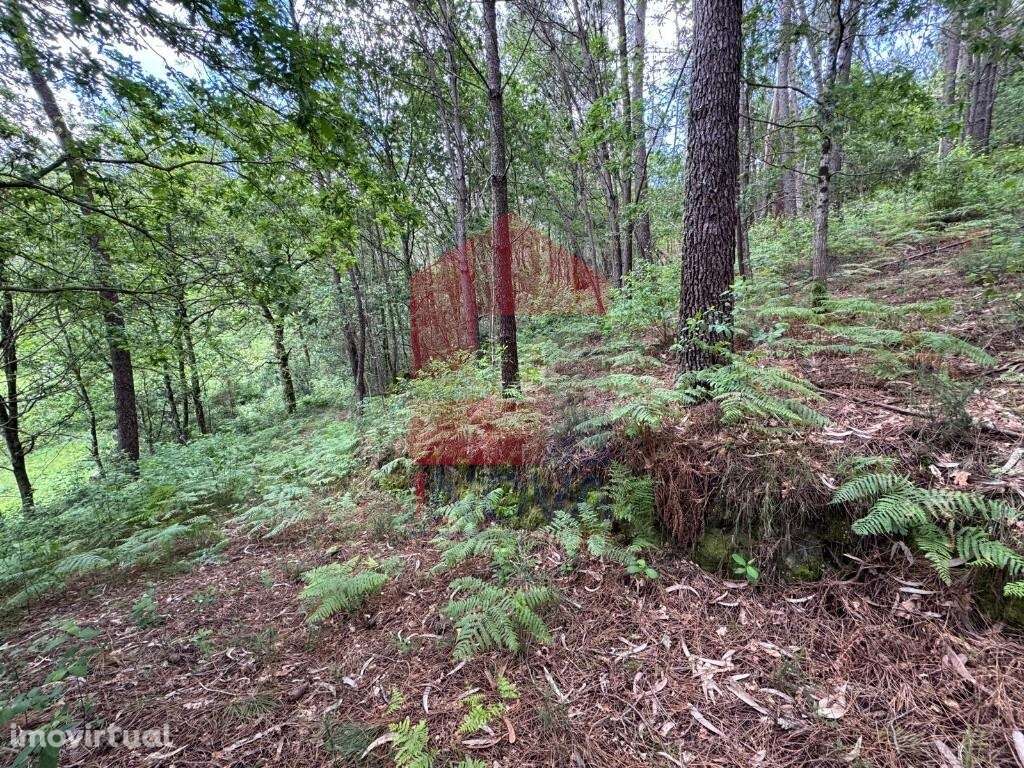 Terreno Florestal, Sande - Grande imagem: 4/11