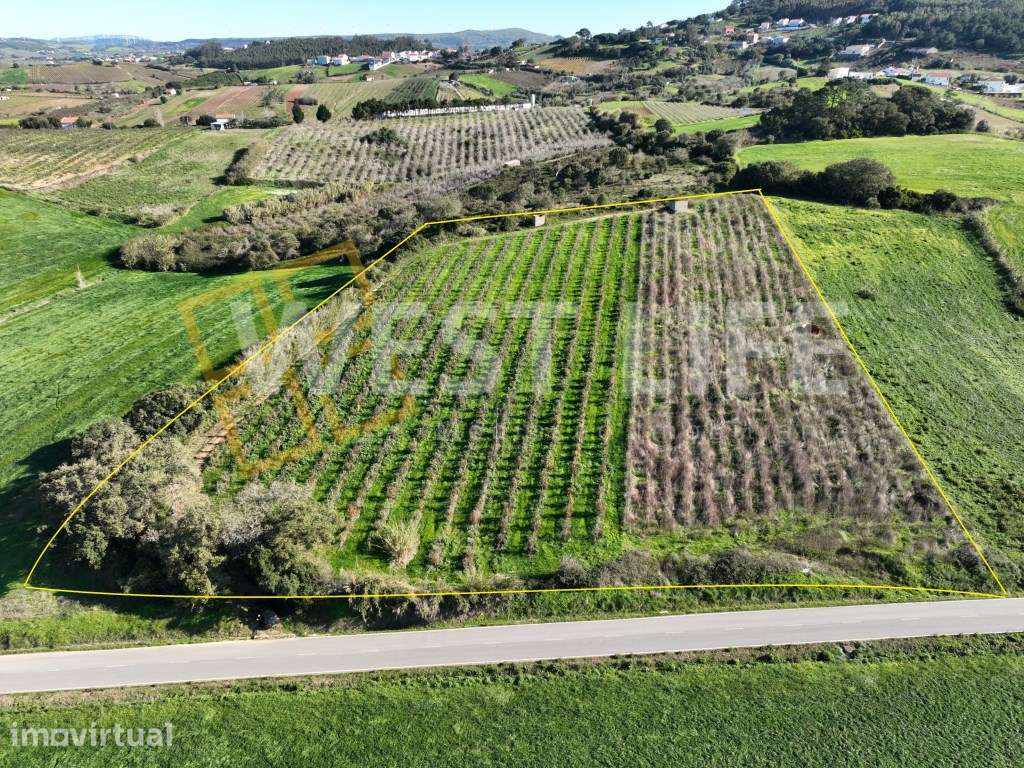 Terreno agrícola de 12040m2 com poço e casa de apoio para a ativida... - Grande imagem: 2/18