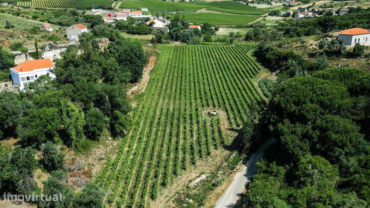 Quinta com 6,2ha Moradia T3 | Vinha e Potencial Turístico - Grande imagem: 4/47