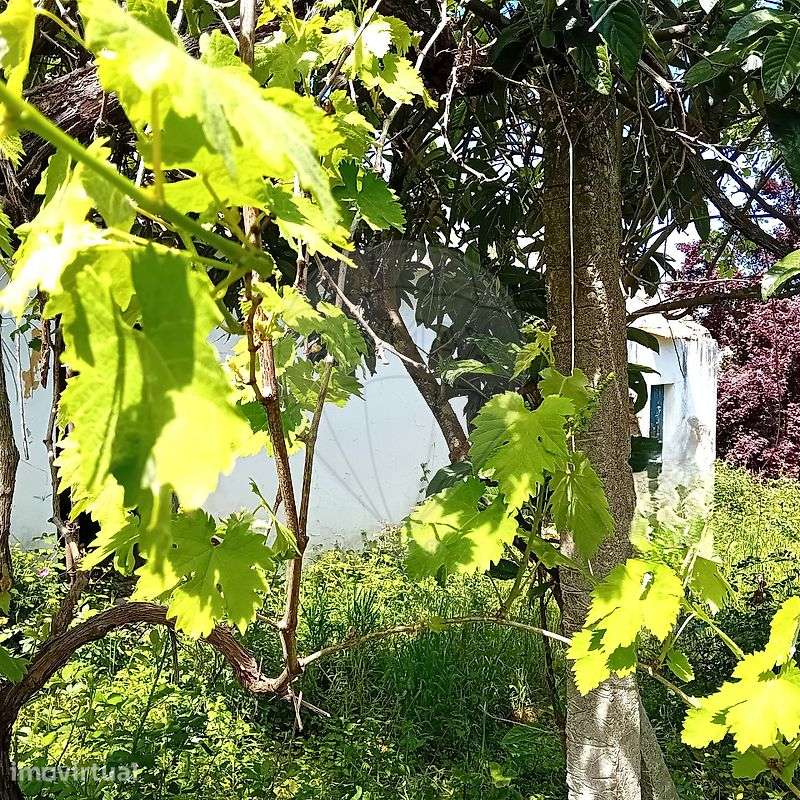 Quinta  para venda - Grande imagem: 2/11