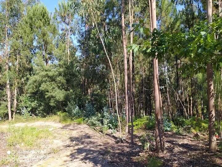 Terreno em Carregosa, Oliveira de Azeméis - Grande imagem: 5/6