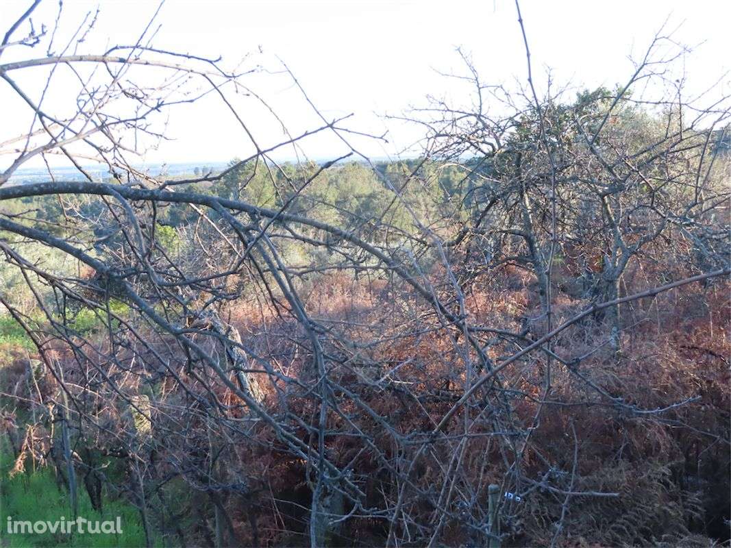 Quinta  para venda - Grande imagem: 4/7