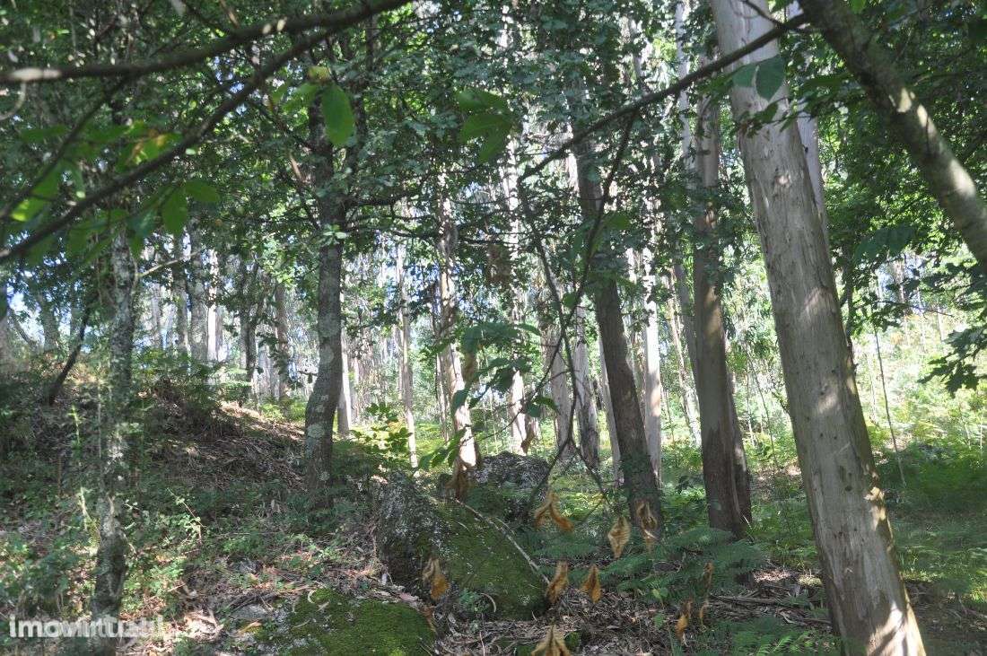 Monte - Grande imagem: 2/17