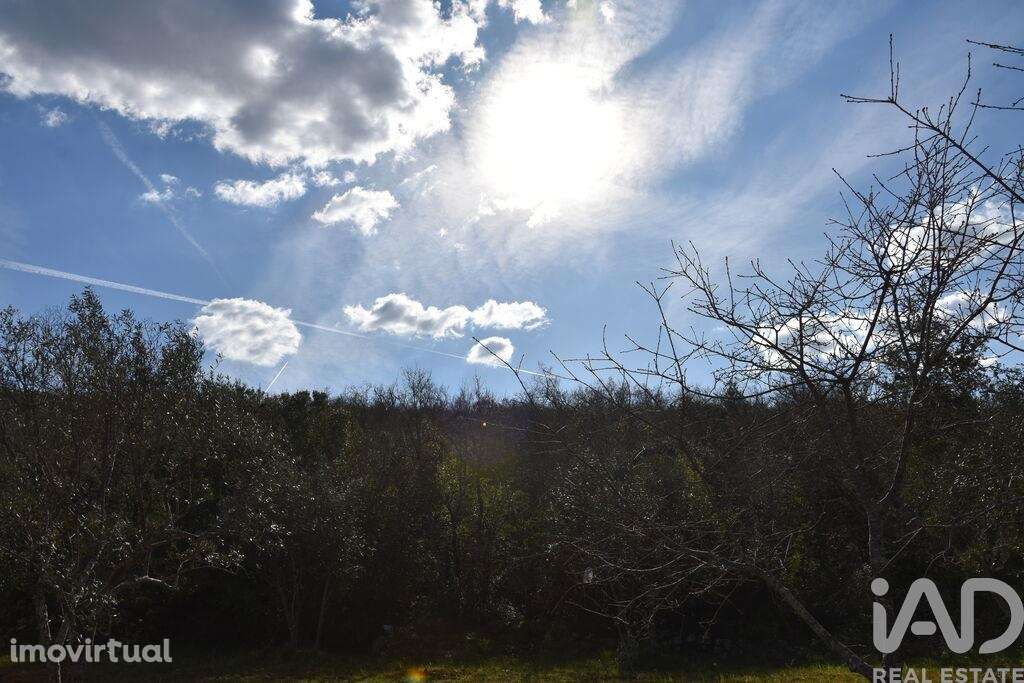 Terreno Agrícola em Chãos - Grande imagem: 4/27