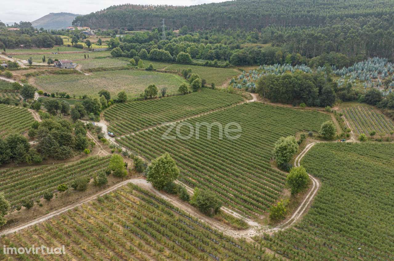 Quinta de Gonça - Grande imagem: 5/24