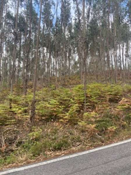 Terreno rustico sito em Vale Carvalhinho, Arieiro, Espite - Grande imagem: 3/5