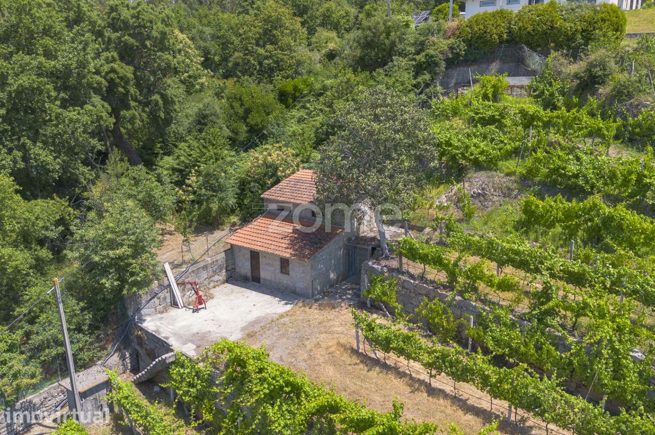 Quinta de Cortinhas | Vinha, Água e Potencial Turístico - Grande imagem: 3/15