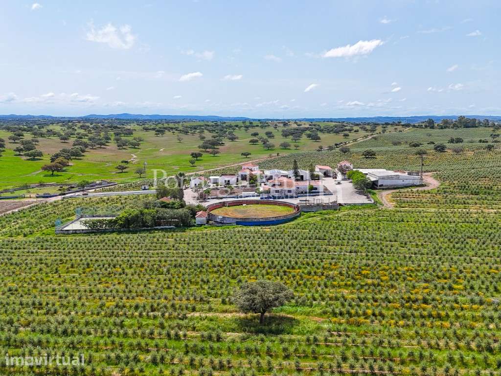 Herdade agropecuária de 550 ha junto ao alqueva com olival - Grande imagem: 5/60
