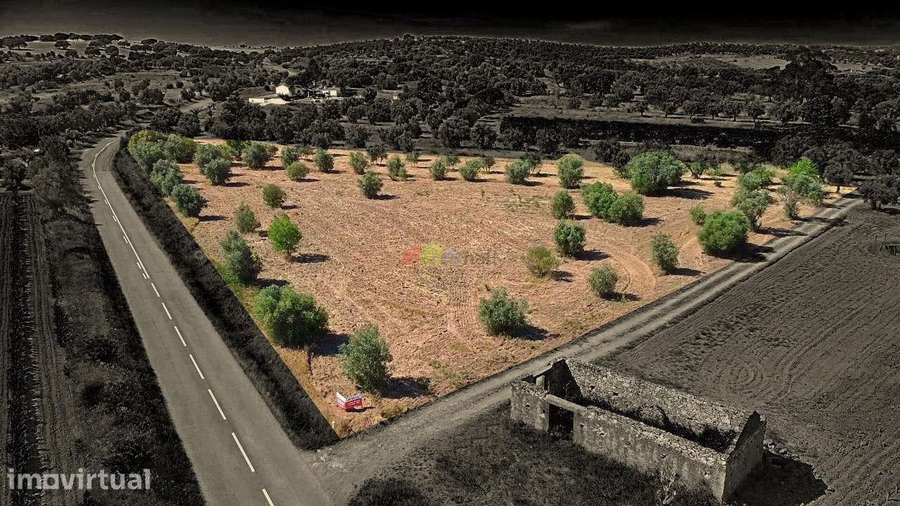 Terreno de 0,5ha com Olival e Potencial Turístico – Vila Alva - Grande imagem: 3/24