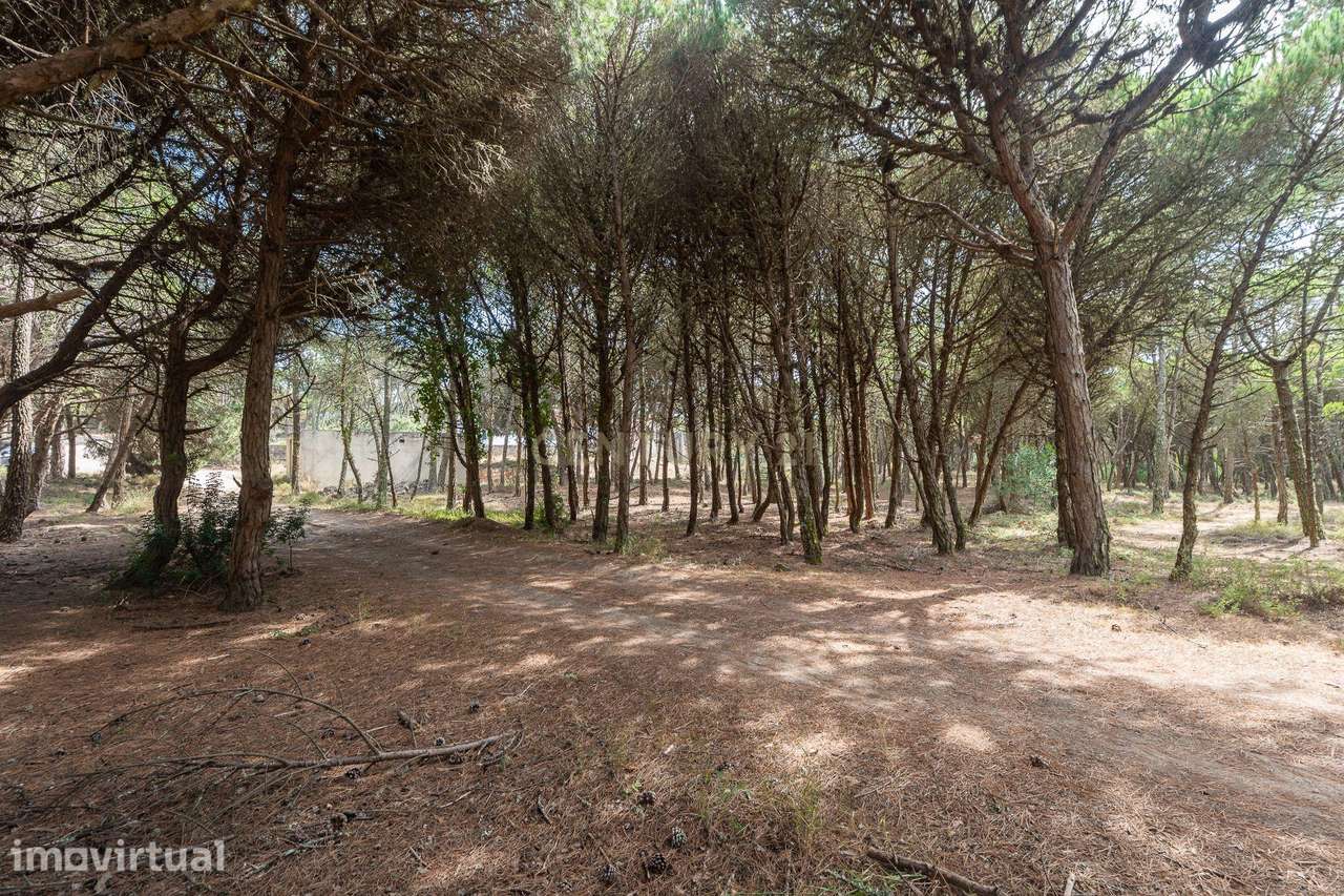 Terreno rústico de pinheiros perto das praia de Sintra - Grande imagem: 4/12