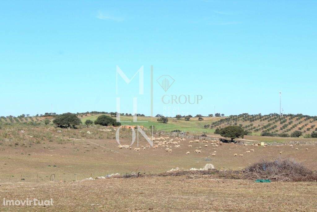 Herdade  com 11,25ha situada na aldeia ribeirinha da Granja, concelho - Grande imagem: 2/21