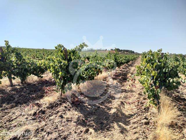 VINHA PARA VENDA 3,8 HA - Grande imagem: 3/6