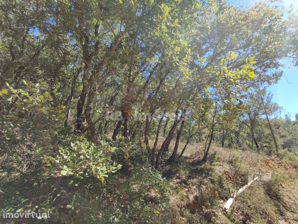 Terreno rústico com 11600m² - Vale da Lapa, Chãos - Grande imagem: 2/28