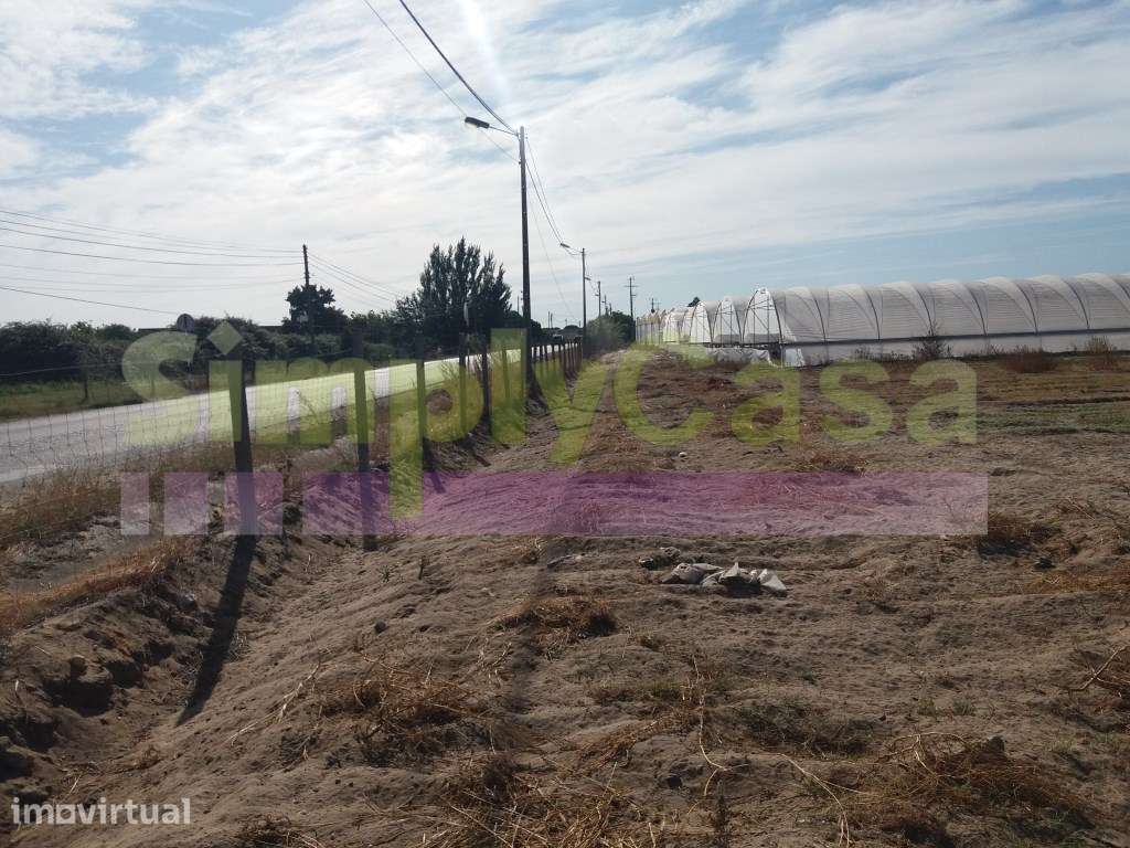 Moradia Ruina junto BA6 Montijo inserida em terreno c/ 3 ha - Grande imagem: 5/16