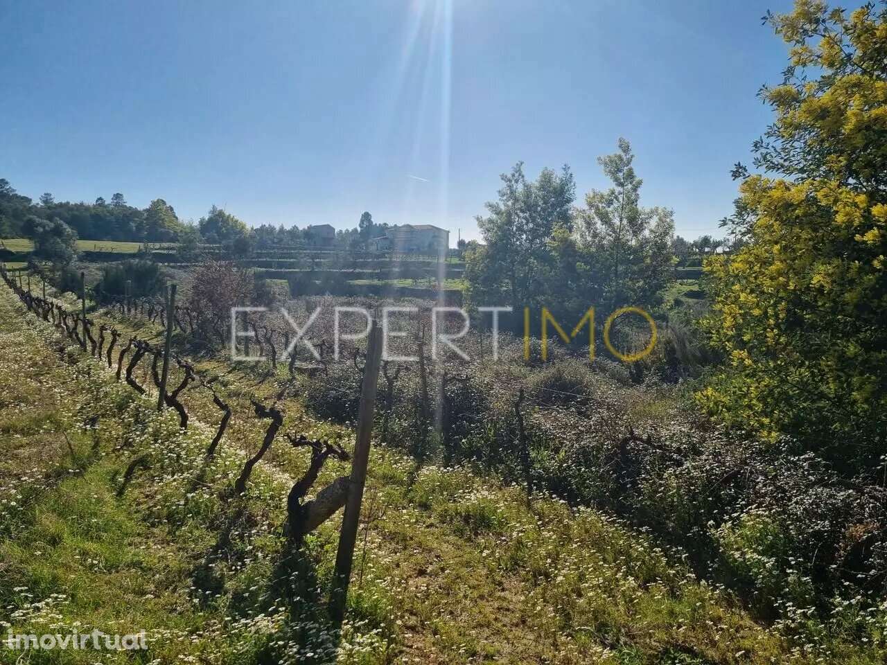 Terrenos vinícolas na região do Dão - Gouveia - Grande imagem: 2/7