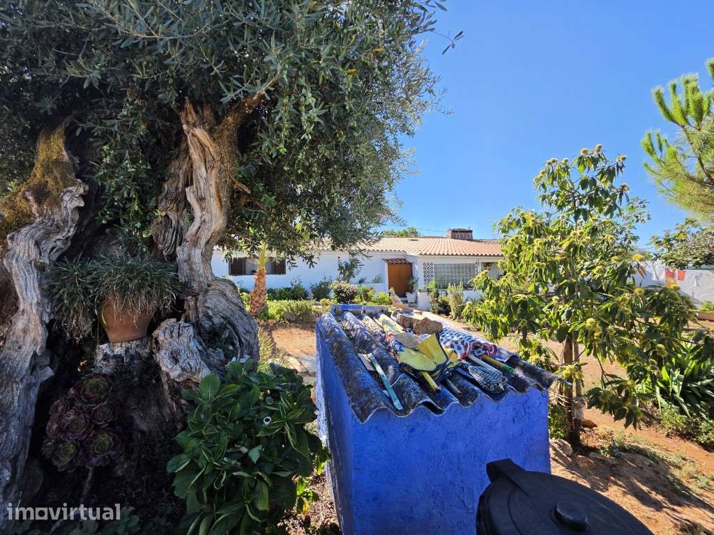 Quintinha T3 com Jardim e Olival | Próxima de Estremoz - Grande imagem: 2/52