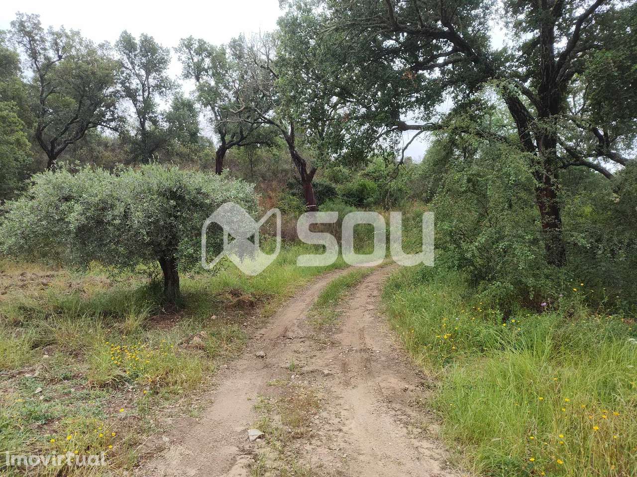 Terreno com 12ha em Mirandela - Grande imagem: 4/19