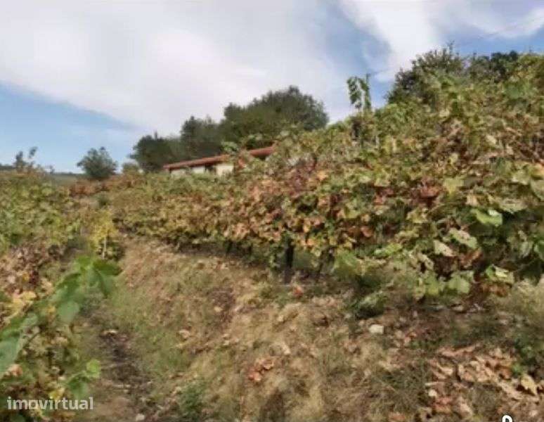 Douro vinhateiro - Vista 4
