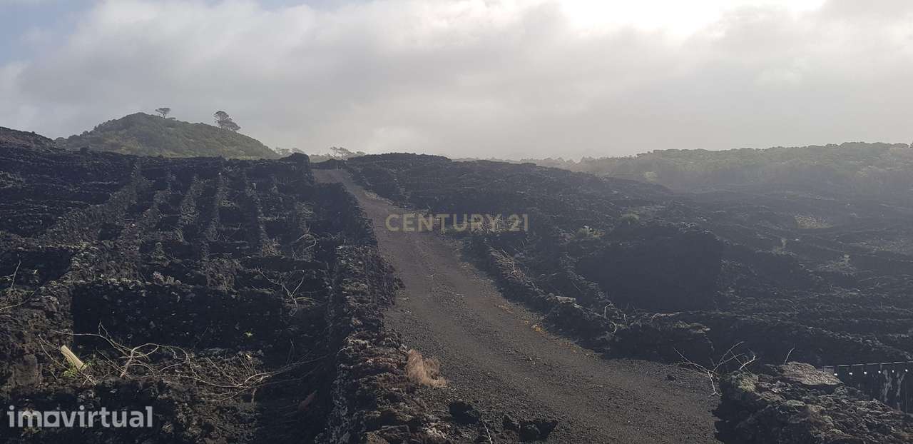 Terreno com Vinha e Potencial Construtivo na Candelária - Grande imagem: 5/6