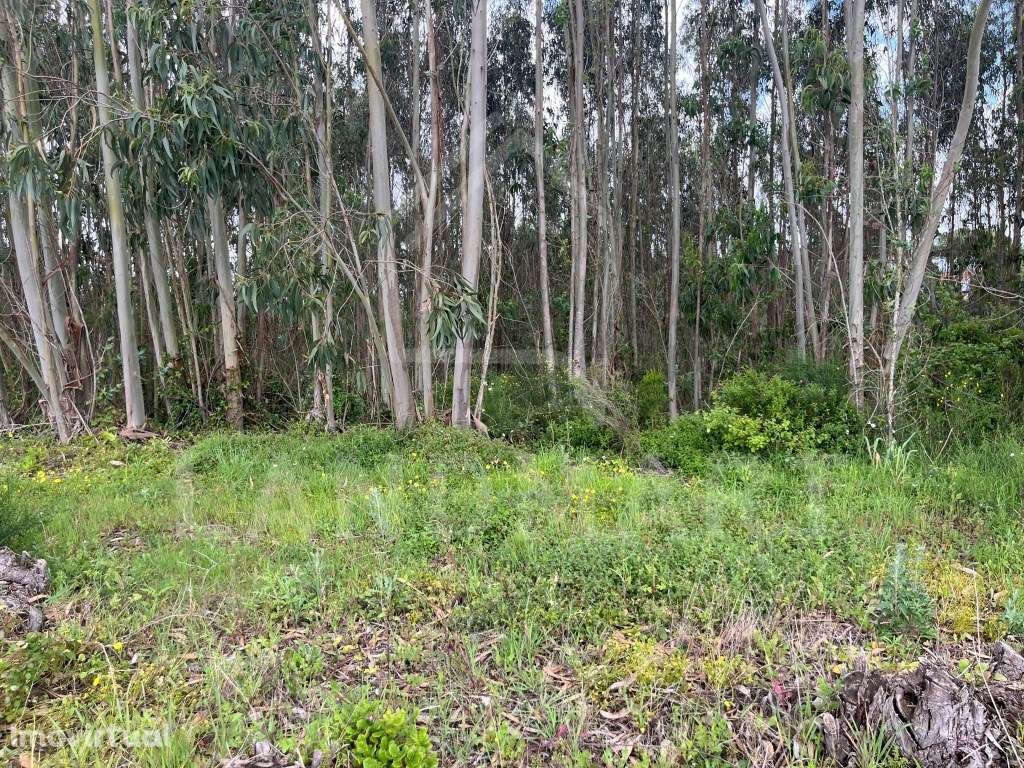 Terreno, São Clemente - Grande imagem: 5/7