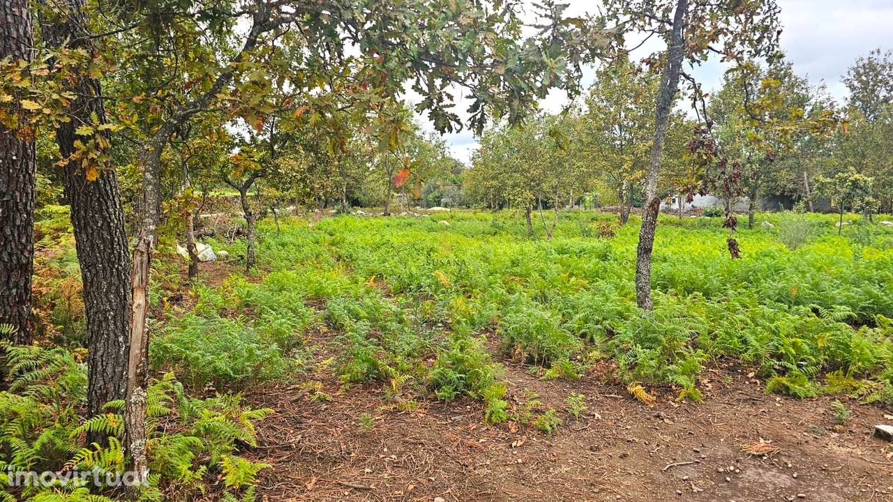 Terreno Rústico  Venda em Rio de Loba,Viseu - Grande imagem: 3/6