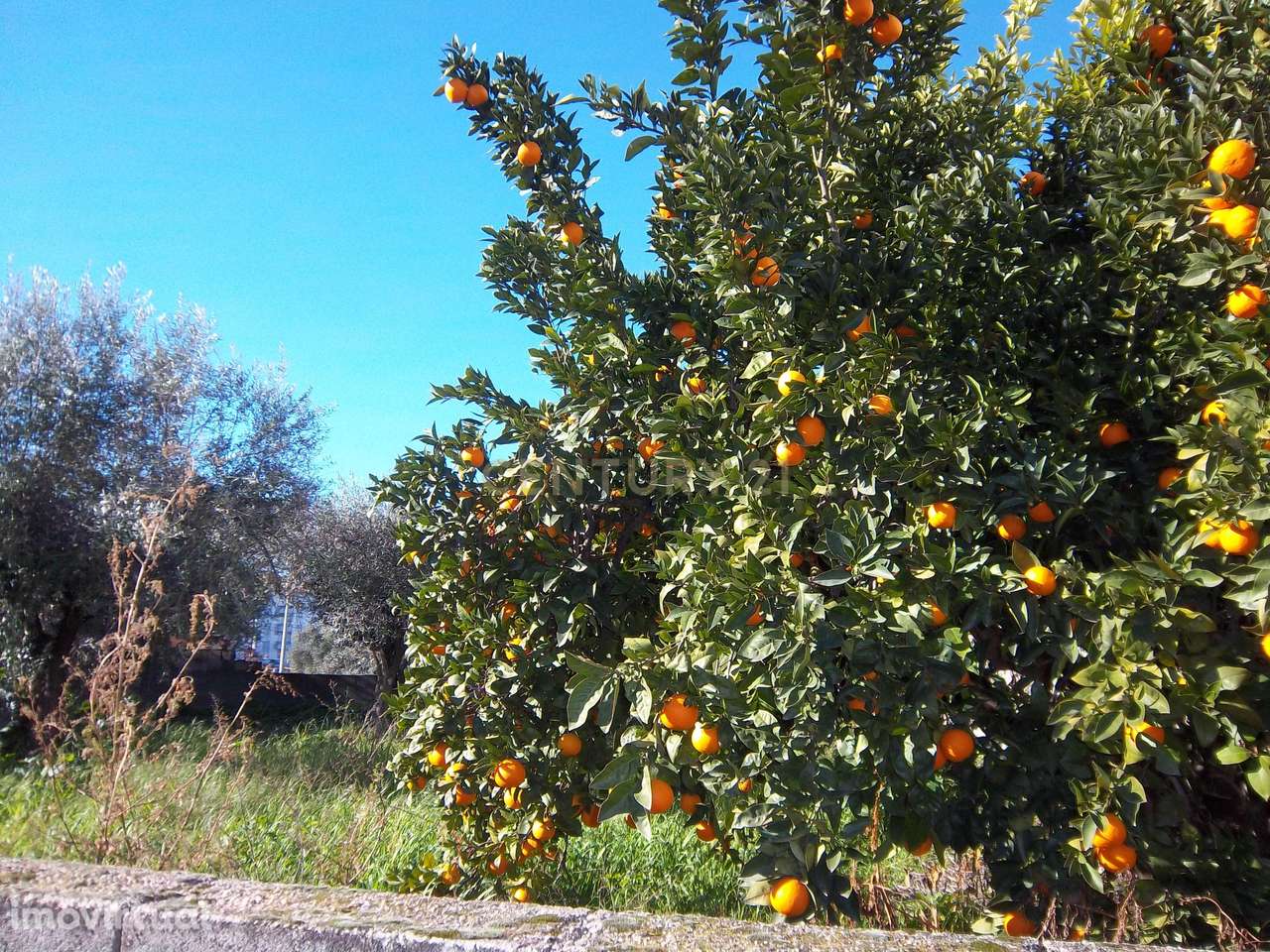 Terreno rústico em Alcains, o seu refúgio perfeito - Grande imagem: 4/4