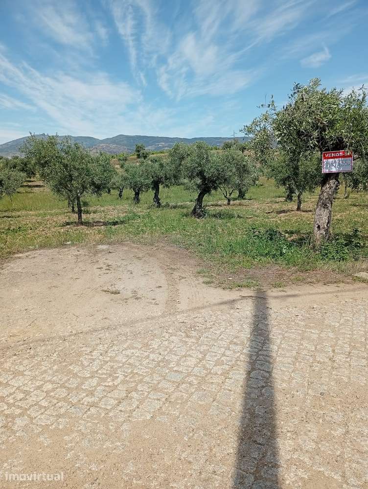 VENDE-SE OLIVAL - Grande imagem: 2/3