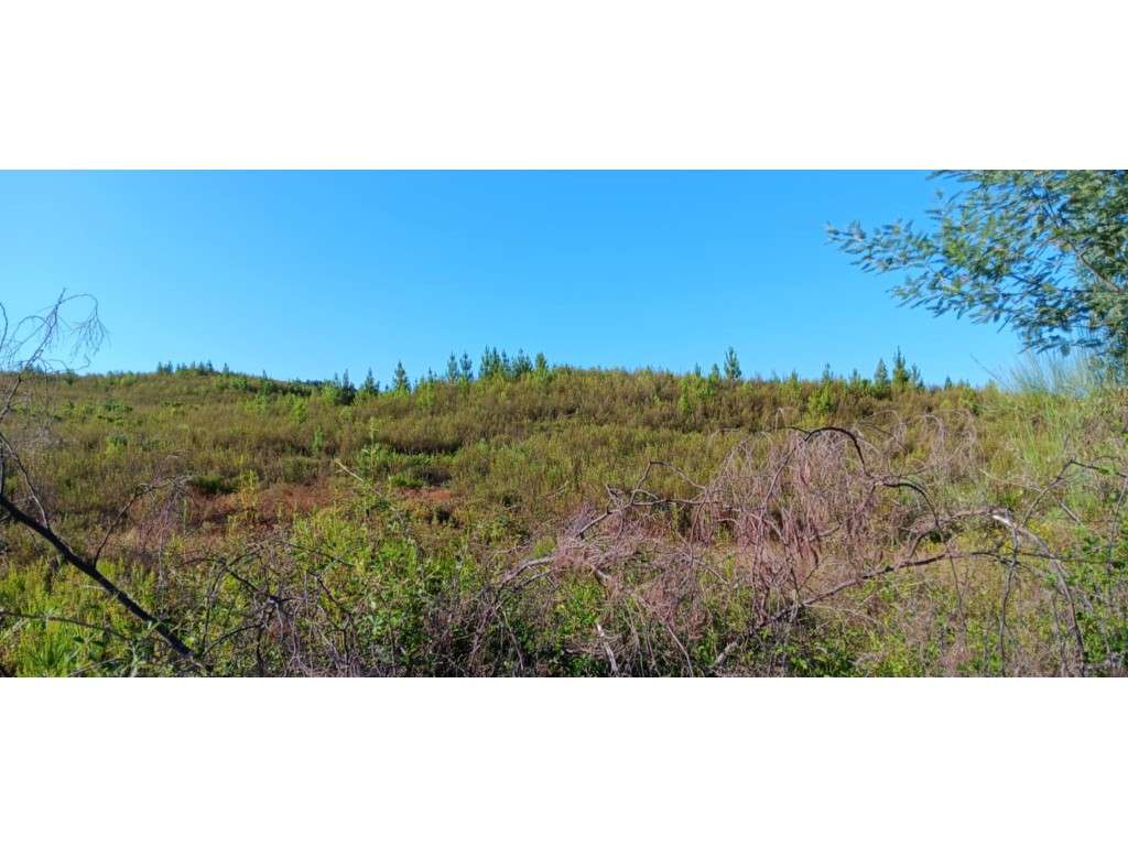 Arrendamento de Terreno Rústico - 30.400 m² - Grande imagem: 3/5