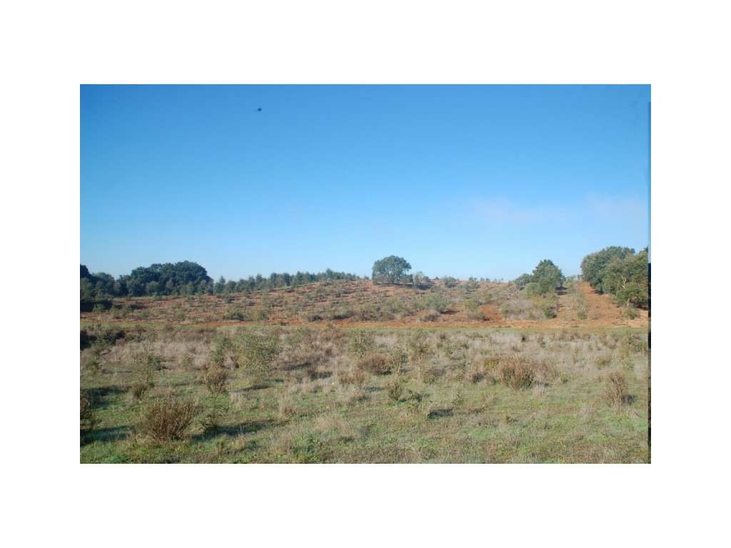 Terreno Cercal 3ha - Grande imagem: 3/3