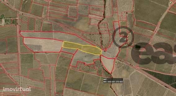 VINHA COM 1,87 HECTARES NA VIDIGUEIRA PARA VENDA - Grande imagem: 5/5