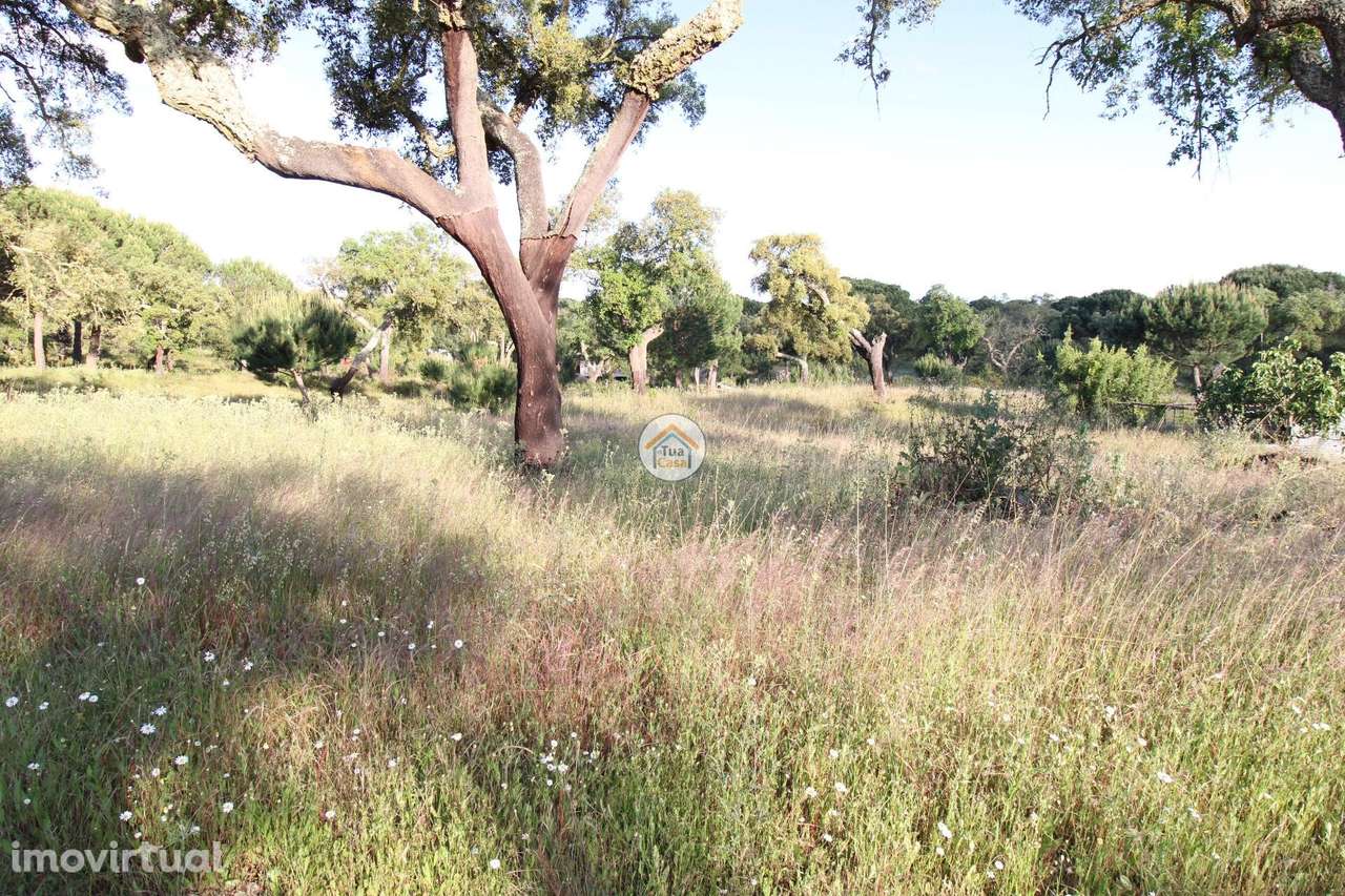 Terreno Rústico com 3,625 Hectares em Cortiçadas de Lavre e Lavre - Grande imagem: 4/24