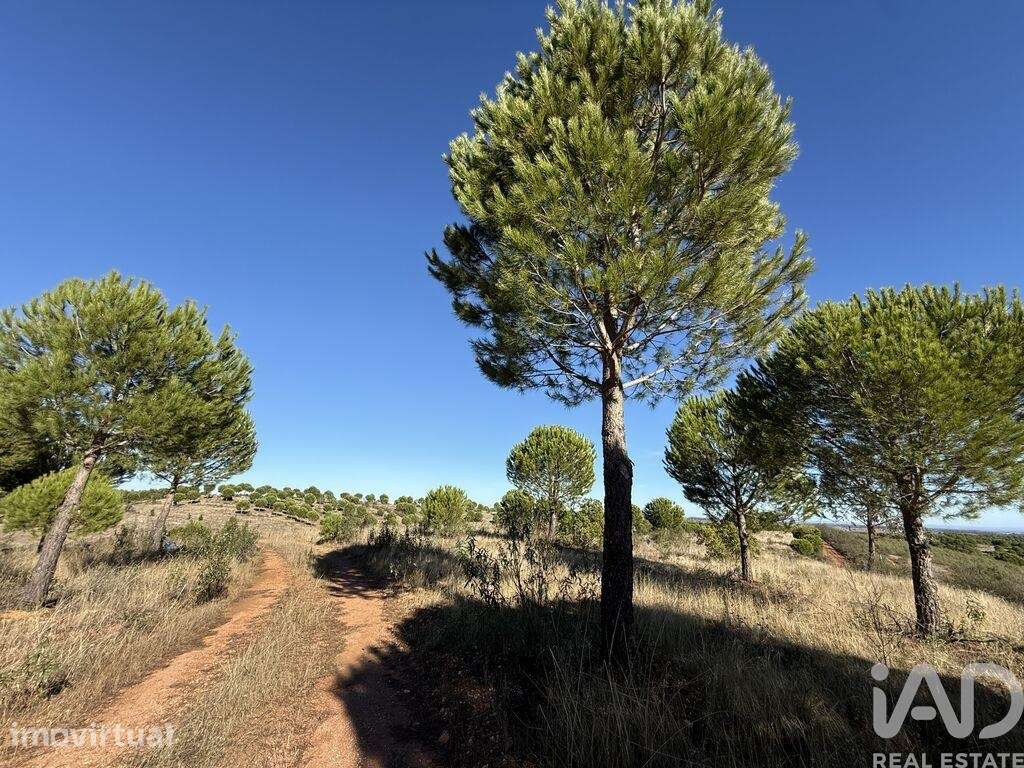 Casa de Campo T1 em Amieira e Alqueva de 36 m2 - Grande imagem: 2/23