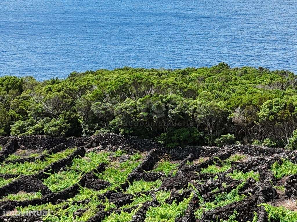 Terreno com Vinhas, Vista Mar e Viabilidade de Construção, Lajinha ... - Grande imagem: 3/10